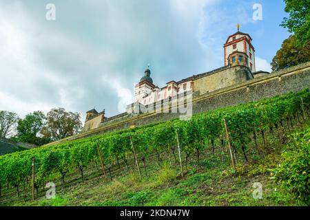 The magnificent fortress of Marienberg and the vineyard below in the foreground - landscape in Würzburg - grapes ready for harvest Stock Photo