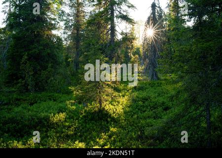 Summery old-growth taiga forest in Riisitunturi National Park, Northern  Finland Stock Photo - Alamy