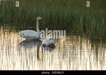 Whooper swan falling asleep on a summer night near Kuusamo, Northern Finland Stock Photo