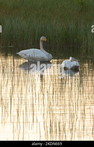 Whooper swan falling asleep on a summer night near Kuusamo, Northern Finland Stock Photo