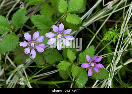 Close-up of an Arctic bramble flowers on a summer evening in Riisitunturi National Park, Northern Finland Stock Photo