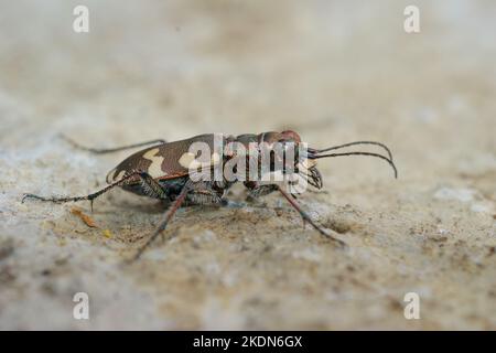 Detailed closeup on the Northern dune tiger beetle, Cicindela hybrida sitting on sandy soil Stock Photo