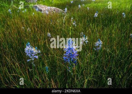 Camas lilies and other wildflows decorate a meadow along Camas Creek in the Bennett Mountain Foothills. Stock Photo