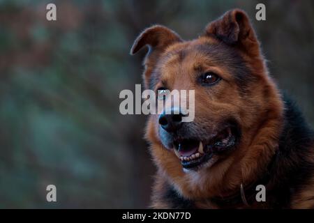 portrait of the face of a senior German Shepherd Dog. Smiling and attentive. pure look. obedience and love. space for copy. Dark tones. Stock Photo