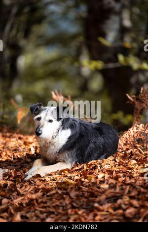 black and white dog, senior, medium size, lying on dry autumn leaves in the sun. space for copy. vertical portrait. Stock Photo