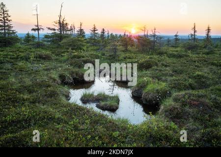 A summery peat bog on a hilltop in Riisitunturi National Park, Lapland during a sunset. Stock Photo