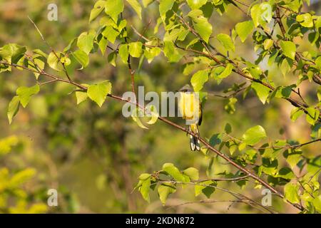 An adult Western yellow wagtail perched on a lush Birch tree. Shot on a summer evening in Northern Finland. Stock Photo