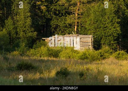 An old wooden barn standing next to a woodland during a summery sunset in Finland. Stock Photo