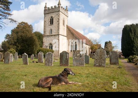Lurcher dog sitting in grounds of All Saints parish church, Headley, East Hampshire, England
