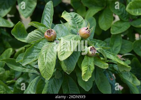 Medlar fruit (Mespilus germanica) growing on medlar tree - England, UK Stock Photo