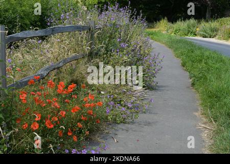 wildflowers growing through chestnut fencing alongside pavement and road on outskirts of Faversham, Kent, England, UK Stock Photo