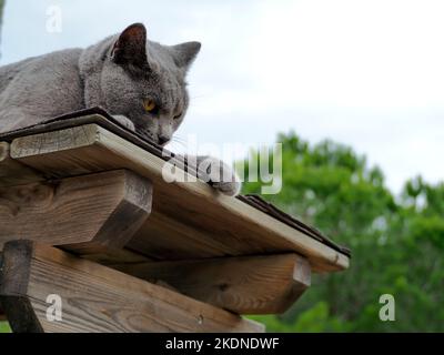 Gray cat relaxing outside. blue cat at cozy, walks in nature. Pet care, friend of human. blue cat lying, summer time. Forest om background. Copy space Stock Photo