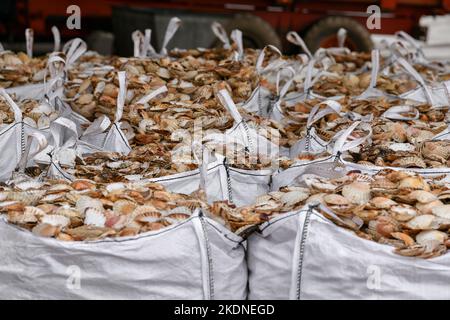 Bags with empty scallop shell for processing Stock Photo