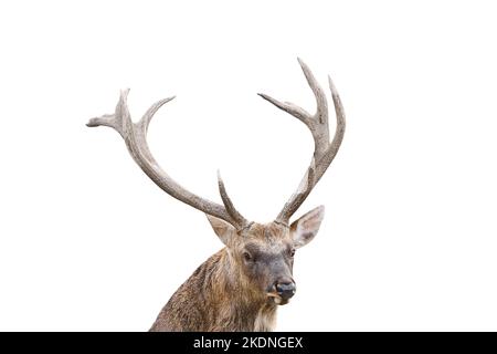 Close up portrait of the spotted deer, chital deer, or axis deer with huge horns is isolated on white background. Deer close up with large horns Stock Photo