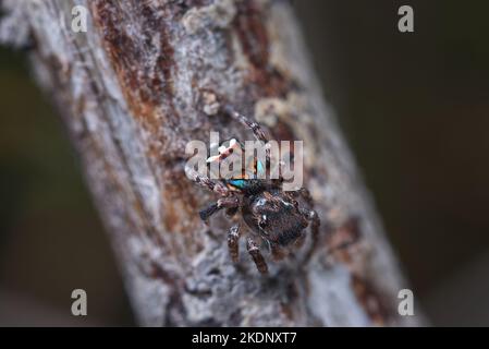 Male Peacock spider, Maratus trigonus, in his breeding colours Stock Photo