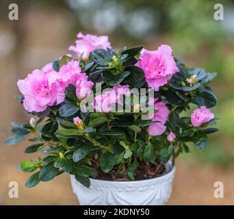 Azalea, Fönsterazalea (Rhododendron simsii) Stock Photo