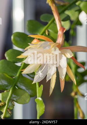 Disocactus anguliger hi-res stock photography and images - Alamy