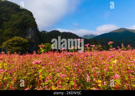 Beautiful autumn scenery in Korea. Red buckwheat flowers on a sunny morning in a mountain valley. Stock Photo