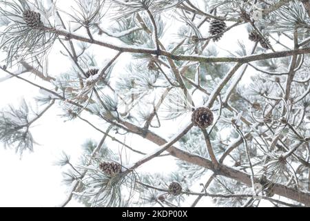 Cedar branches with cones in winter with cones Stock Photo