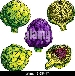 artichoke food set sketch hand drawn vector Stock Vector