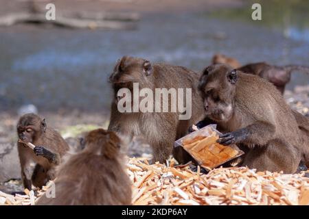 Group of macaque monkeys are eating crusts of bread from large pile on ground. One monkey is holding closed plastic bag of bread in its paw. Selective Stock Photo