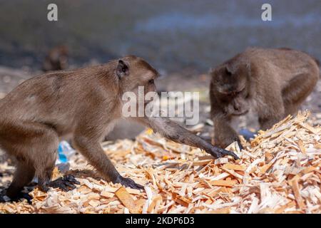 Group of macaque monkeys eat crust of bread from large pile on the ground. Selective focus, blurred background. Side view. Horizontal image. Stock Photo