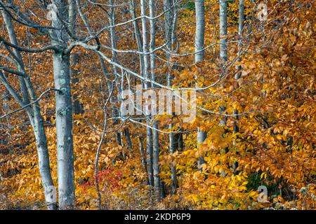 American Beech, Fagus grandifolia, leaves after turning a yellow or orange color in autumn turn brown then a light tan and linger on the branches unti Stock Photo