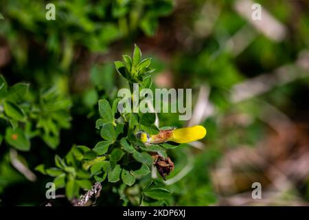Cytisus hirsutus flower growing in forest, close up Stock Photo