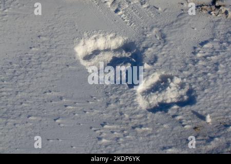 Polar Bear or Ursus maritimus footprint tracks in snow near Churchill, Manitoba, Canada Stock Photo