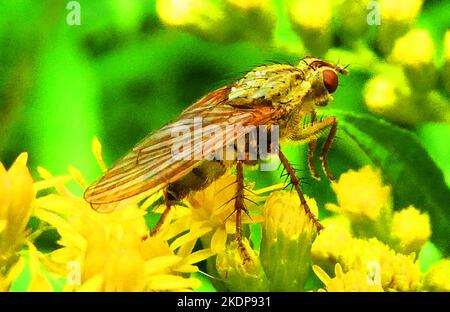 Neoitamus cyanurus fly or the common awl robberfly on a yellow flower Stock Photo