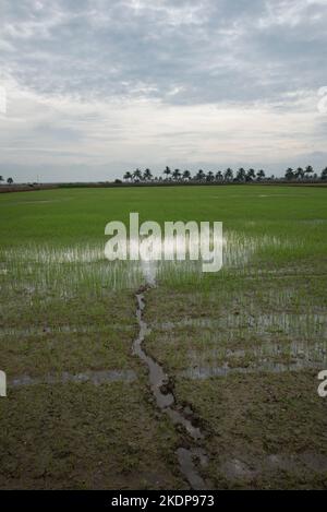 early morning scene at the green paddy field Stock Photo - Alamy