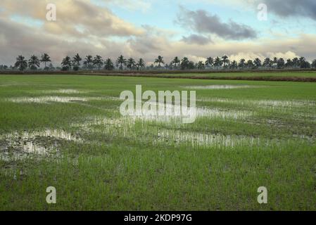 early morning scene at the green paddy field Stock Photo - Alamy