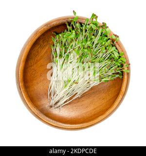 Alfalfa microgreens, in a wooden bowl. Fresh young lucerne seedlings, Medicago sativa. Green shoots and young plants. Legume, used as forage crop. Stock Photo