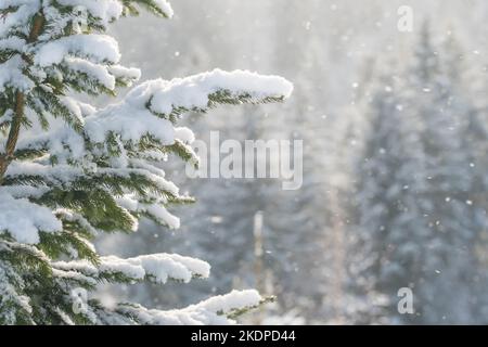 Beautiful winter scenery with snow falling on a fir tree branch close-up Stock Photo