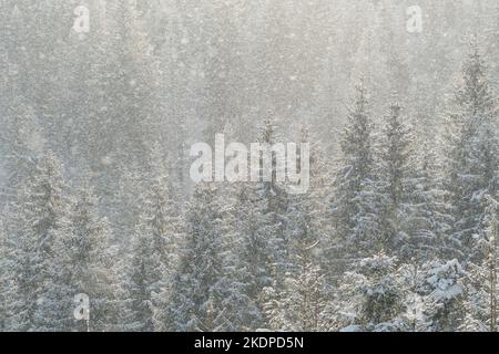 Beautiful winter scene with snow falling in fir-trees forest Stock Photo