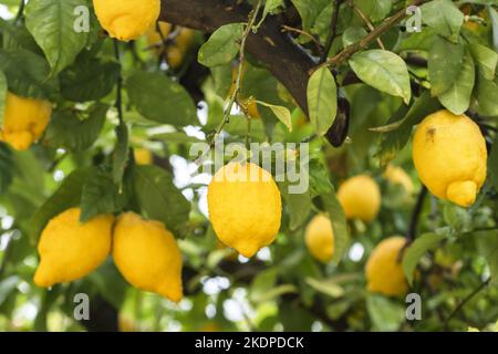 Ripe yellow lemons in water drops after the rain hanging on a branch Stock Photo