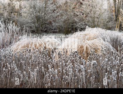 Beautiful winer misty landscape. Snow and frost on the plants in foggy morning. Selective focus. Stock Photo