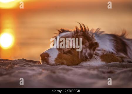 young Australian Shepherd Stock Photo