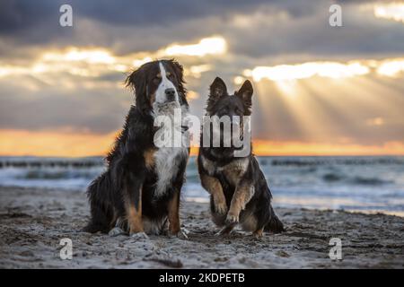 2 dogs Stock Photo