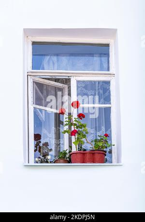 Flowers of geranium blooming on the windowsill with old wooden window ...