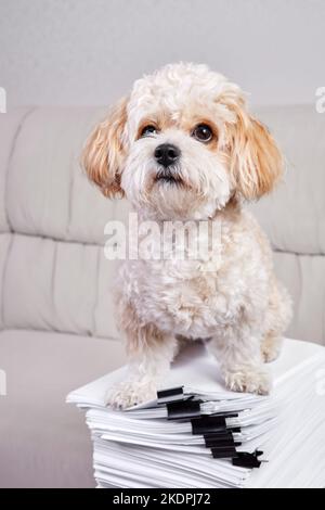 Maltipoo Puppy sits on a stack of office papers fastened with black binders Stock Photo