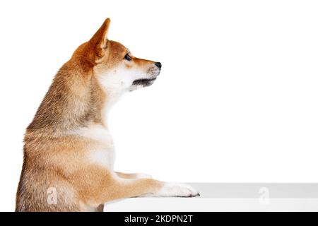 Profile view of Shiba Inu dog isolated over white studio background. Concept of beauty, animal life, care, health and purebred pets. Stock Photo