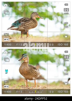 Bird eye focus detection in a camera viewfinder with the photographic settings Stock Photo