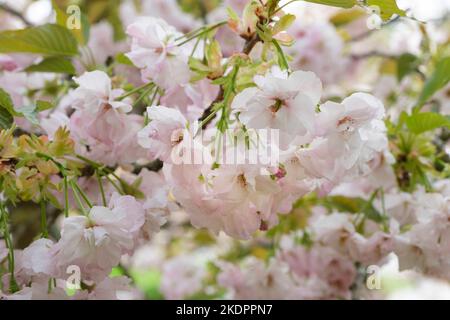 Prunus Hokusai, cherry Hokusai, Prunus serrulata Hokusai clusters of semi-double, pale pink flowers which turn almost white Stock Photo