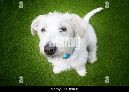Six month old White Jackapoo puppy - a cross between a Jack Russell and a Poodle.  Looking down on top of him at his puppy dog eyes Stock Photo