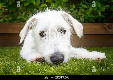 Six month old White Jackapoo puppy - a cross between a Jack Russell and a Poodle.  It's a real close up shot of him laying down on the grass Stock Photo