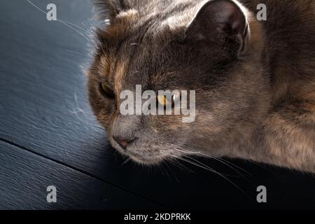 British shorthair cat with gray smoky color fur resting on the floor. Stock Photo