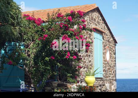 Stone house exterior wall in Mediterranean seaside town of Collioure, decorated with plant pot, flowers and blue wooden window shutter Stock Photo