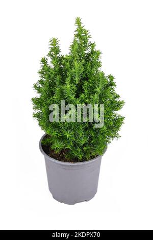 Potted 'Chamaecyparis Thyoides' White Cedar plant on white background Stock Photo