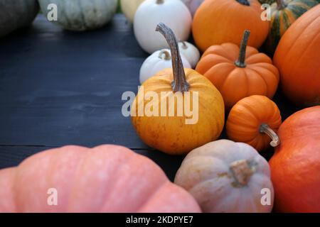 xfAutumn pumpkins, squashes on black wooden background. Colorful gourds food background. Pumpkin border. Stock Photo